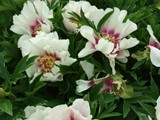 Itoh is the name given to this type of cross: tree peony x herbaceous peony.